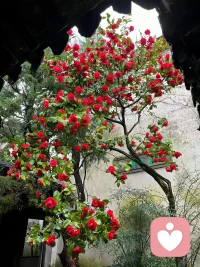 ❤️心若有江南，人间处处是烟雨。
不必身在水乡，眼里有景，心中有诗，
目之所及，皆是温柔，心之所安，便是归处。
❤️山水不在画里，江南不在远方，
在你从容的心境里，在你温柔的眼底里。🌿 ​​​配图