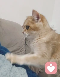 被小猫咪踩醒有多幸福谁懂啊！为什么它偷感这么重啊😜，早安。❤️配图