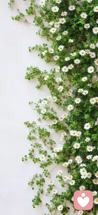 当你决定灿烂 山无遮 海无拦配图