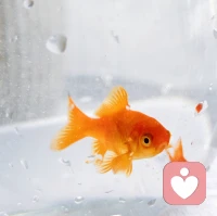 水至清则无鱼，你说下一句是什么？配图