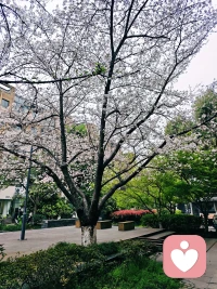 最美樱花季，又来了，好美。❤️配图