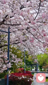 先把那些不开心不愉快不美好都放一放，下楼赏个花吧。❤️