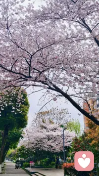 先把那些不开心不愉快不美好都放一放，下楼赏个花吧。❤️