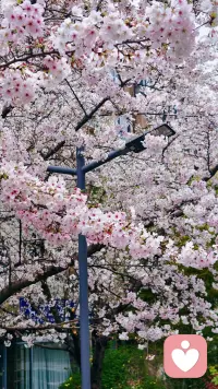 先把那些不开心不愉快不美好都放一放，下楼赏个花吧。❤️