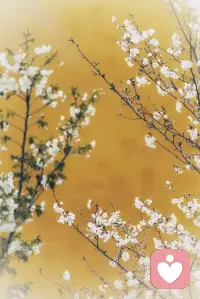 先把那些不开心不愉快不美好都放一放，下楼赏个花吧。❤️