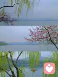 春天的西湖，桃红柳绿具象化，早安，周末愉快哦。❤️