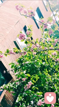 ❤️峰回路转都在不经意间，以为要嘎了树，没几天花开满枝头。有些事，放弃和坚持也不过就是一念之间，再坚持一下或许花就开好了呢。❤️配图
