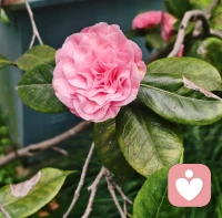 ❤️峰回路转都在不经意间，以为要嘎了树，没几天花开满枝头。有些事，放弃和坚持也不过就是一念之间，再坚持一下或许花就开好了呢。❤️配图