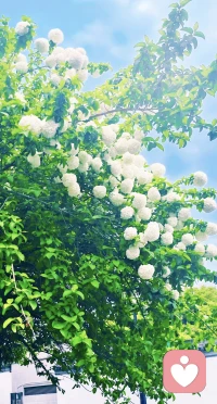 生命就是一万次的春和景明，晚上好。❤️配图