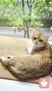 这世界奇奇怪怪，但我的小猫它一直可可爱爱。❤️配图