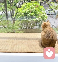 这世界奇奇怪怪，但我的小猫它一直可可爱爱。❤️配图