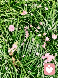 站在樱花树下，淋一场樱花雨，看着花瓣一点点落下，好幸福。❤️配图