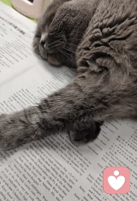看来读书这个事儿，谁遇上都犯困，小猫咪也不例外。😂配图