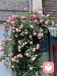 🍎按自己的节奏开花，管他春夏秋冬几月。
你要相信自己选的路，一定是花路。早安。配图