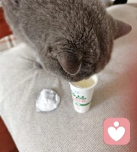 舔酸奶盖专业户😂明明刚才还在睡觉，听到撕酸奶盖的声音，立马狂奔而来，哈哈，小猫咪实在是太可爱的生物了。❤️配图