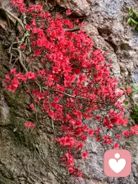 ❤️家有叛逆期小孩，不要慌。为什么孩子会叛逆？
1️⃣ 渴望独立：TA正在探索自我，不想再当“乖宝宝”。
2️⃣ 情绪敏感：大脑前额叶未发育完全，容易冲动。
3️⃣ 寻求认同：朋友的意见可能比父母的更重要。
♥️叛逆期不是“问题”，而是成长的必经阶段
孩子的对抗，其实是在说：“我想成为我自己。”
💡 父母的理解和引导，能让这段路走得更顺。配图
