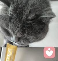 ♥️打架打输了的小猫咪，在冰箱上emo了一整天，给个猫条安慰一下吧。蓝胖子好怂，被娇小金渐层打的找不到北，爪子都流血了。😰所以，不要被外表骗了哦，哈哈。周末愉快哦。♥️配图