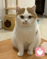 ❤️在心理咨询中，夫妻间的“两性话题”并不仅指性生活，更核心的是围绕性别差异产生的沟通、权力分工、情感需求和亲密关系模式。

❤️咨询师不会评判“对错”，而是帮双方看到差异背后的深层需求（比如妻子要“陪伴”，丈夫要“尊重”），并建立新的合作模式。很多问题不是个人心理疾病，而是关系互动的结果。