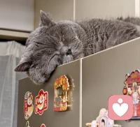 ❤️人生就是一场‘我’的诞生——从没有‘我’，到成为‘我’，再到超越‘我’”——精准地概括了埃里克森（德裔美籍发展心理学家和精神分析学家）理论的核心。
❤️这不仅仅是一个成长模型，更像是一幅描绘“自我”从混沌中萌芽、历经风雨、最终抵达圆满的完整地图。