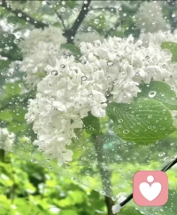 雨天有雨天的美。如果注定躲不过淋一场大雨，那不如沉浸其中好好享受它。❤️配图
