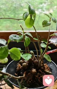 三七长得越来越茂盛了，石斛也发出了新芽。当年的养花小白渐入佳境，甚至还想浅尝下药材盆栽🪴只要用心，没有做不好的事，加油。❤️配图