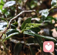 三七长得越来越茂盛了，石斛也发出了新芽。当年的养花小白渐入佳境，甚至还想浅尝下药材盆栽🪴只要用心，没有做不好的事，加油。❤️配图