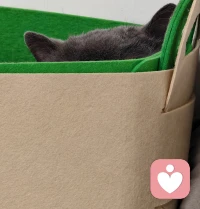 人类还要被这种毛茸茸的生物硬控多久啊，太可爱了吧。😬配图