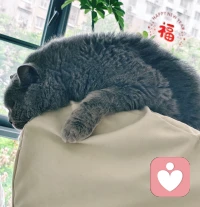 人类还要被这种毛茸茸的生物硬控多久啊，太可爱了吧。😬配图