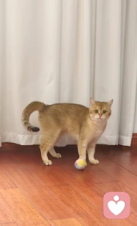 捕捉到一只想让我陪它玩球球的小猫咪，好可爱呀。撸猫真的可以治愈人，有科学依据的哦！❤️配图
