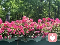 ❤️早安，依依会客厅准时营业啦！
❤️假期前的搬砖日，加油呀！又是一年杭州高架上的花开，分享给你们，希望假期大家出行堵车不堵心。配图