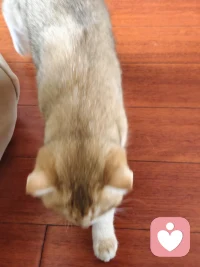 回家第一件事，小猫排队贴贴，好幸福。😬❤️配图