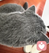 回家第一件事，小猫排队贴贴，好幸福。😬❤️配图