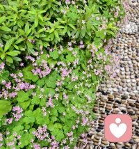 今日立夏，那么就让我们以夏天的名义，把日子过得热烈滚烫吧，早安。❤️配图