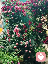 阳光清浅，时光温柔。周末愉快哦。❤️