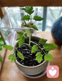 种了一颗可爱的小番茄。最近院子里多了好几颗可爱的月亮树。❤️生活处处都是美好，只是我们有时候步子太快，没有发现。别只急着赶路，也记得停下来看看风景哦。❤️