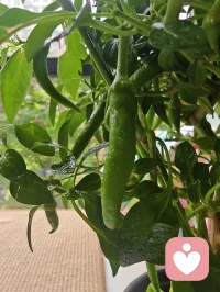 小西瓜和小辣椒都是野蛮生长，没怎么关注过，居然果实不错。新的一周开始了，早上好呀。❤️配图