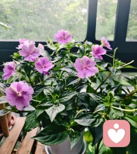 心理学的的魅力不在于快速解决问题。
而在于陪一个人慢慢看见他自己，成为他自己。❤️配图