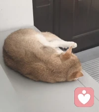 我的学习搭子，一只比一只睡的香。😂😂😂配图
