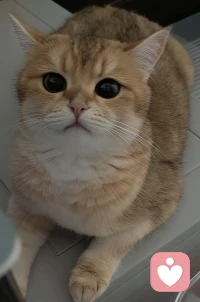 今天是标准在线陪读小猫。❤️配图