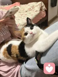 ❤️猫从来不急着拯救世界。
它先晒太阳。先睡觉。先舔脚脚。
先把自己过舒服。
然后再决定要不要理人类。😬