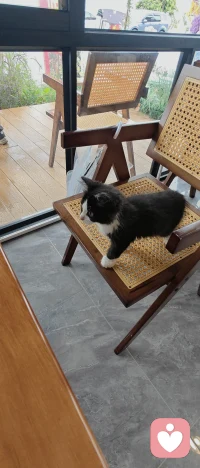 人类不能没有小猫，好可爱呀，晚上好。❤️