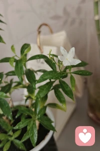 坚强小花又开了，出门一周回来就有惊喜。❤️