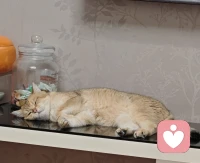 杭州的天气，人都快热化了，小猫咪找了最凉快的地方睡觉，好可爱。❤️