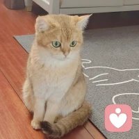 ❤️向小猫学习，因为猫真的掌握了生活的真谛。
睡觉。
吃东西。
避开吵闹的人。
坐在阳光下。
当感觉能量不对时就离开。
还每天拉伸身体，注重自身卫生，生活自律，不内耗，配得感很强，可爱自知。😬