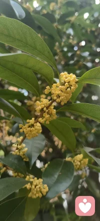 桂花开了，坐在桂花树下喝一杯的季节来了。🤗配图