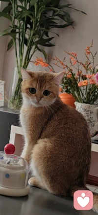 漂亮小猫也是有心事的吧。❤️配图