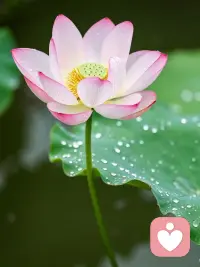 你有没有发现，你人生的大部分痛苦，都不是事情本身带给你的，是你自己给自己加上的。
事情发生，它就是一个事， 3 秒钟就过去了。但你不行，你得把它翻来覆去的想，你得把它咽在情绪，你得把 3 秒钟的事，拖成 3 天、 3 个月、 3 年。
你不是在解决问题，你是在反复咀嚼痛。
王阳明说，心外无物，外面发生的事，它本身是干净的，是你的心给它染上了颜色。你给它命名为痛，它就是痛，你给它命名为灾难。它就是灾难。你没有在经历事情，你在经历你对事情的判断。这就是为什么同一件事，有人觉得天塌了，有人觉得是个机会。
事还是那个事，心不同。很多人把修心理解成什么都不想，理解成麻木，理解成忍着，全错。
修心不是把你变成木头，是把你从情绪的泥潭里拉出来，让你能站在岸上看那条河。河还是那条河，水还是那么急，但你在岸上就不会被冲走。