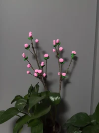 花若盛開,蝴蝶自來,你若精彩,天自安排。如有來生,我愿為樹,一葉之靈,窺盡全秋。出自穆帆的《你若盛開,蝴蝶自來》。配圖