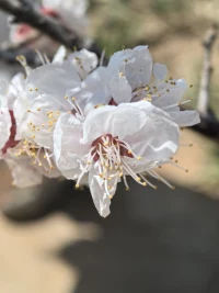 花若盛開,蝴蝶自來,你若精彩,天自安排。如有來生,我愿為樹,一葉之靈,窺盡全秋。出自穆帆的《你若盛開,蝴蝶自來》。配圖