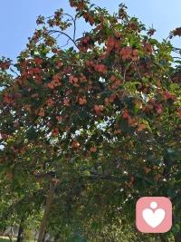 美麗的秋天，象征著收獲，愿你收獲健康，收獲幸福，收獲快樂，也收下我誠摯的祝福！今好，明好！天天好！配圖